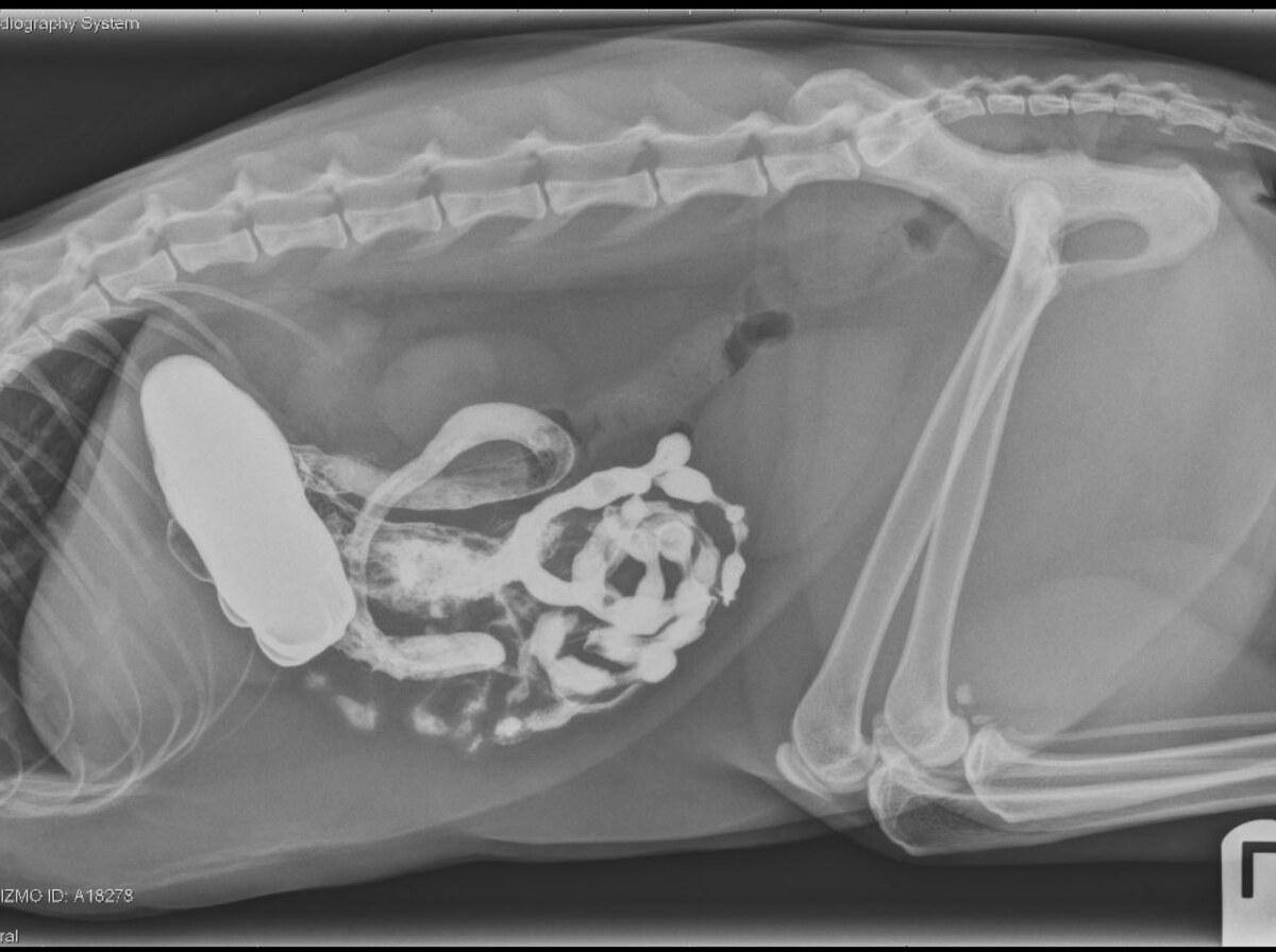 X-ray