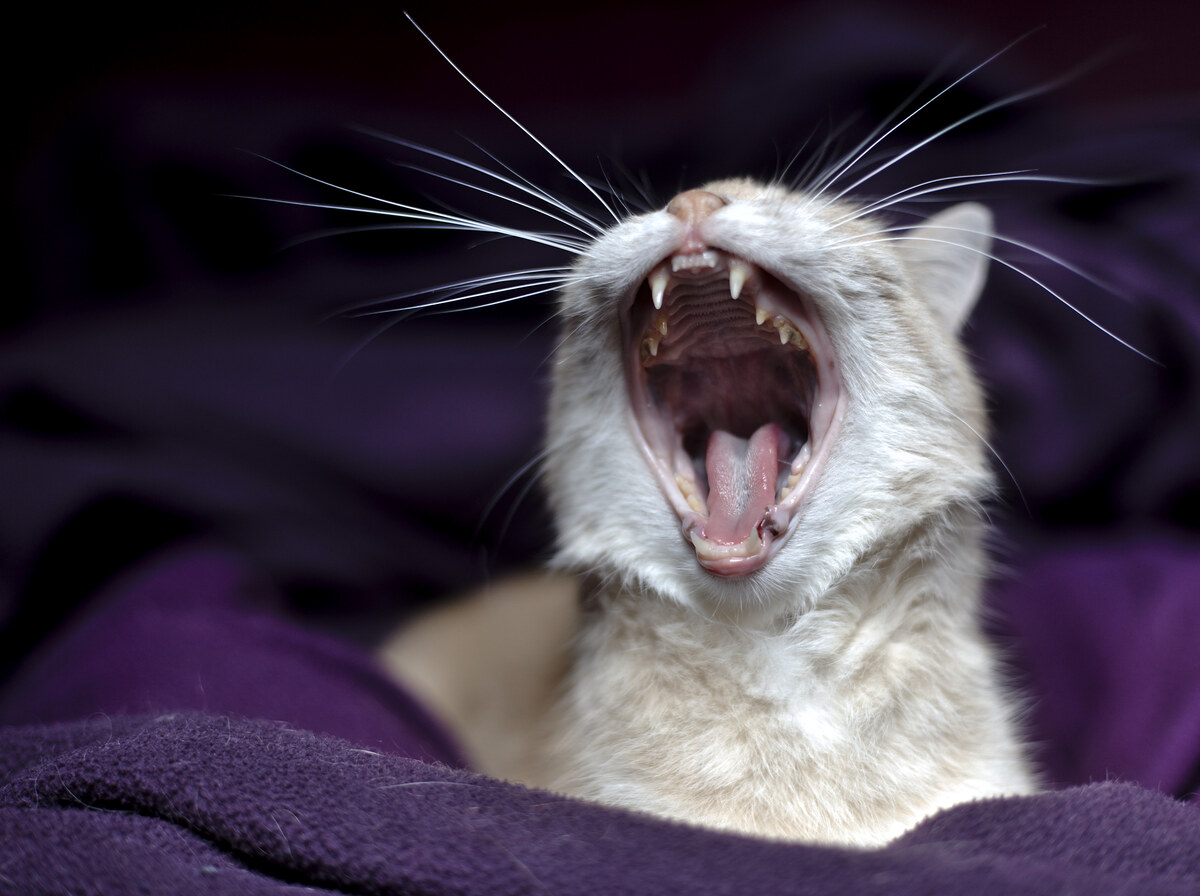 Yawn
