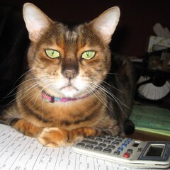 Accountant