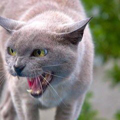 Angry