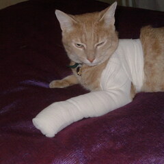 Bandage