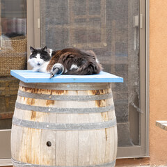 Barrel