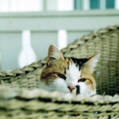 Basket
