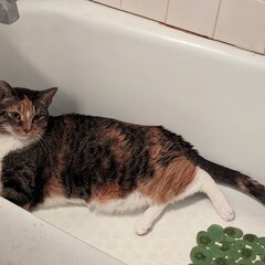 Bathtub
