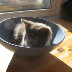 Bowl