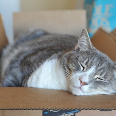 Box
