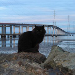 Bridge