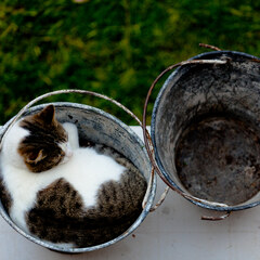 Bucket