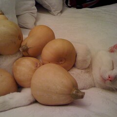 Butternut squash