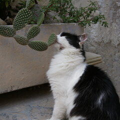 Cactus