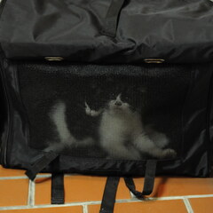 Carrybag