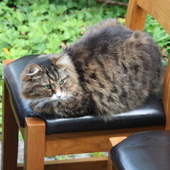 Chair
