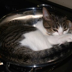 Colander