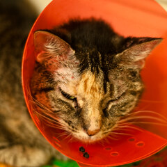 Cone