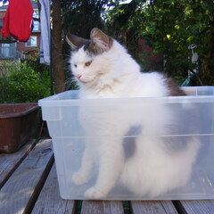 Container