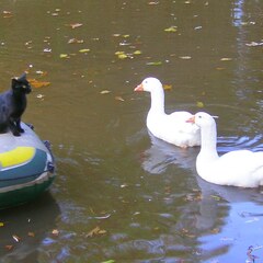 Dinghy