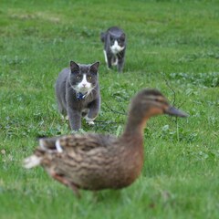 Duck