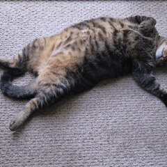 Fat