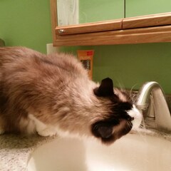 Faucet