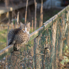 Fence