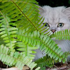 Fern