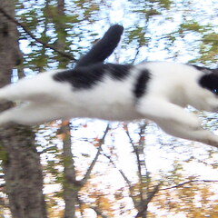 Fly