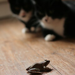 Frog