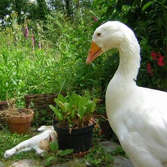 Goose