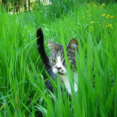 Grass