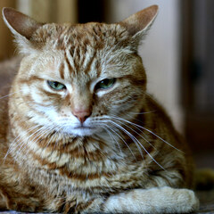 Grumpy