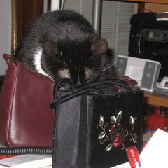 Handbag