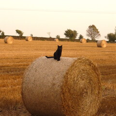 Hay