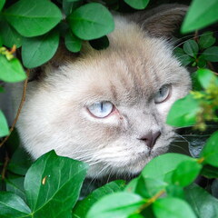 Hedge