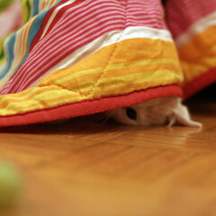 Hide