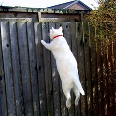 Jump