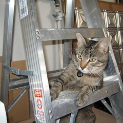 Ladder