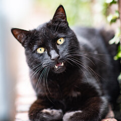 Meow