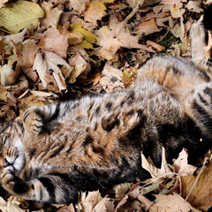 Mulch