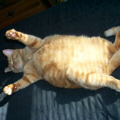 Overweight
