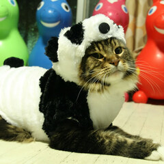 Panda