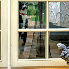 Parrot