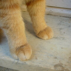 Paws