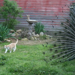 Peacock