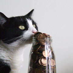 Penny