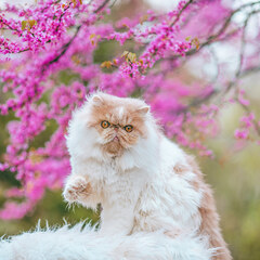 Persian