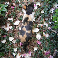 Petals