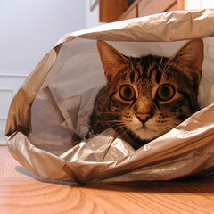 Plastic bag