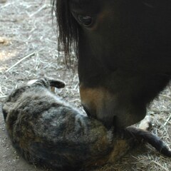 Pony