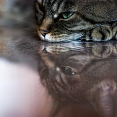 Reflection
