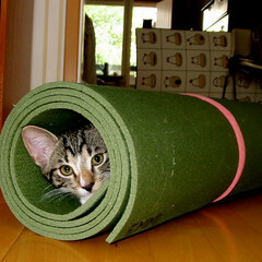 Roll